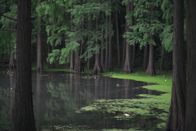 forest-1844856_1280