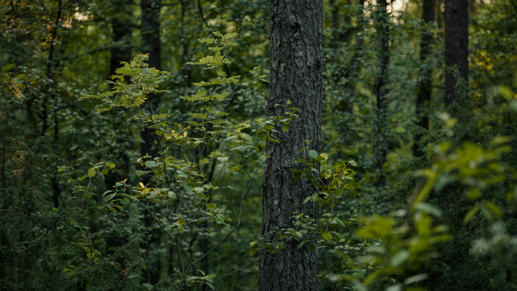 Green AI Hackathon for CO2-aware models for sustainable artificial intelligence